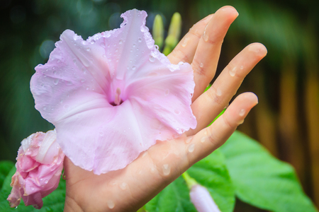 Beautiful pink morning glory flower (Ipomoea carnea) on tree. Ipomoea carnea, the pink morning glory, is a species of morning glory. This flowering plant has heart-shaped leaves that are a rich green.の写真素材