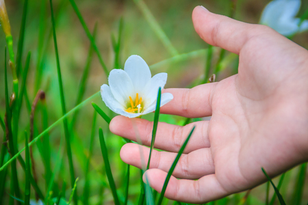 Beautiful white flower of Zephyranthes grandiflora or Zephyranthes minuta with green leaves background.の写真素材