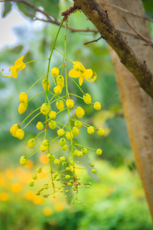 Beautiful yellow shower flower (Cassia Fistula) on tree. Cassia fistula is also known as the golden rain tree.の写真素材