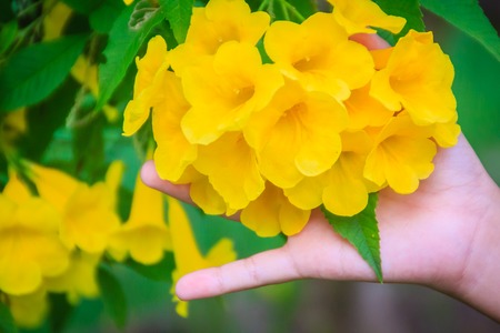 Yellow trumpetbush flower (Tecoma stans) in the garden. Tecoma stans is a species of flowering...