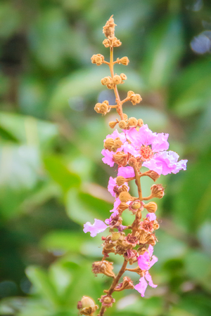 Purple flower (Lagerstroemia speciosa) with green leave background. Lagerstroemia speciosa also known as giant crepe-myrtle, Queen's crepe-myrtle, banabÃ¡ plant for Philippines, or pride of India.の写真素材