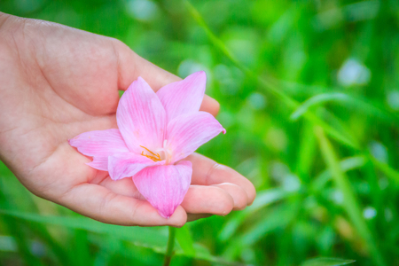 Beautiful pink flower of Zephyranthes grandiflora or Zephyranthes minuta with green leaves background.の写真素材