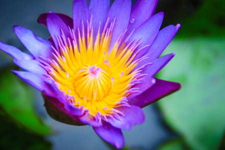 Close up hybrid purple lotus flower âKing of Siamâ, a tropical waterlily which was created in Thailand, King of Siam features deep violet blooms with a yellow center.の写真素材