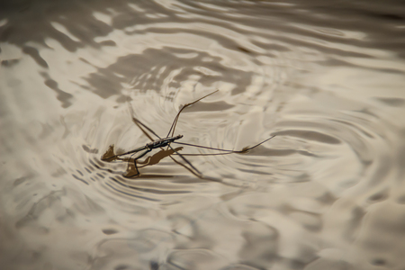 Amazing water skipper bugs floating on the water. The Gerridae are a family of insects in the order...