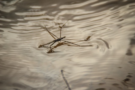 Amazing water skipper bugs floating on the water. The Gerridae are a family of insects in the order Hemiptera, commonly known as water striders, water bugs, pond skaters, water skippers, or jesus bugsの写真素材