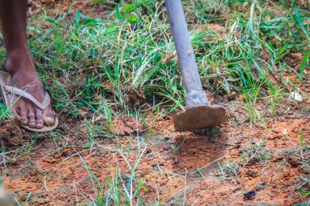Farmer is using hoe to mow grass i the field. Mowing the grass in the field with shovel. Hoe with...