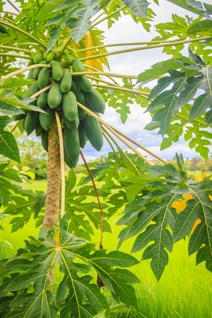 Organic raw green papaya abundantly on the tree. Young green papaya fruits plentifully on treetop. Plantation and productivity concept.の写真素材