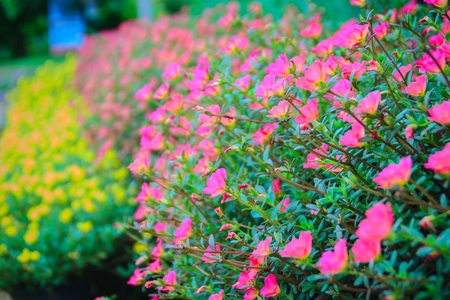 Beautiful yellow and pink portulaca oleracea flowers, also known as common purslane, verdolaga, little hogweed, red root, or pursley.の写真素材