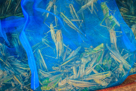 Alive grasshoppers in the blue net for sale at the local food market. Grasshoppers are insects of the suborder Caelifera within the order Orthoptera,の写真素材