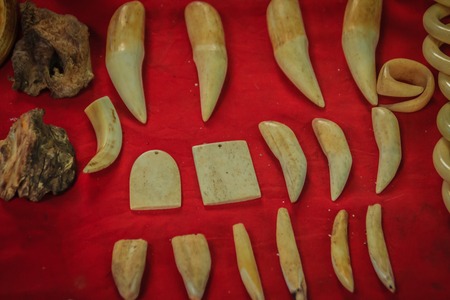 Animal's fang amulet for sale. Souvenirs made of animal's bone and tooth for sale as amulet at the Thai-Cambodia border market.の写真素材