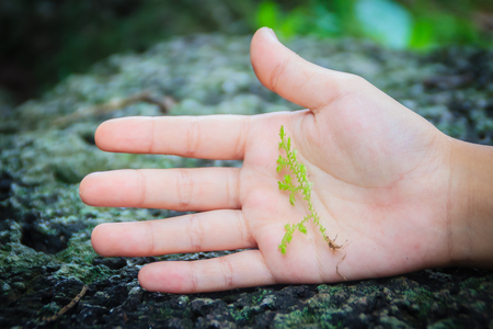 Lesser clubmosses (Selaginella involvens), also known as spikemosses is usually found in dense forest.の写真素材