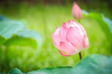 Pink sacred lotus flower (Nelumbo nucifera) with green leaves in nature background. Nelumbo nucifera, also known as Indian lotus, sacred lotus, bean of India, Egyptian bean or simply lotus.の写真素材