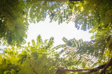 Green leaves frame with dramatic sky background and middle copy space for text. Nature frame of...
