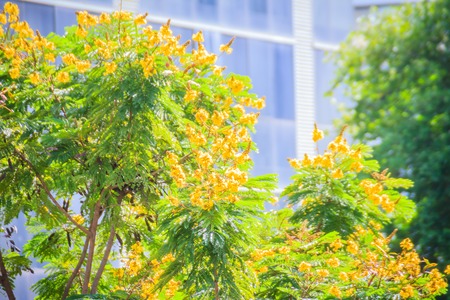 Beautiful yellow Peltophorum pterocarpum flowers on tree, commonly known as copperpod, flamboyant, flametree, yellow poinciana or yellow-flame.の写真素材