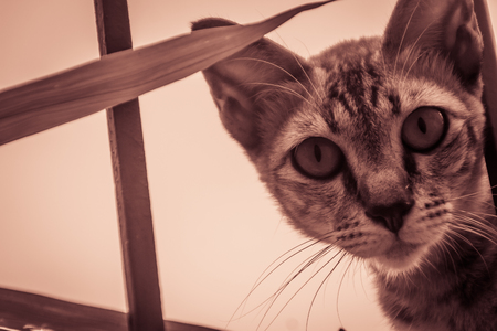 An abandoned homeless stray cat ion the boundary wall and wait to thieving for food. Scary, stray, homeless, dark grey cat, stealing on the fence.の写真素材
