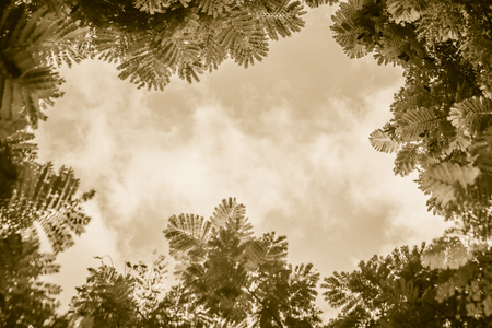 Green leaves frame with dramatic sky background and middle copy space for text. Nature frame of green leave branches on cloudy sky background. Frame of green leaves in the forest against the blue sky.の写真素材