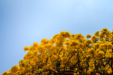 Yellow flowers on silver trumpet tree (Tabebuia aurea) with blue sky background and copy space for text. Tabebuia aurea, also known as Caribbean trumpet tree, silver trumpet tree and tree of gold.の写真素材