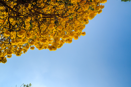 Yellow flowers on silver trumpet tree (Tabebuia aurea) with blue sky background and copy space for text. Tabebuia aurea, also known as Caribbean trumpet tree, silver trumpet tree and tree of gold.の写真素材
