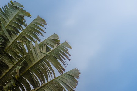 Banana fan leaves pattern background. Beautiful Texture of Traveller's tree (Ravenala...
