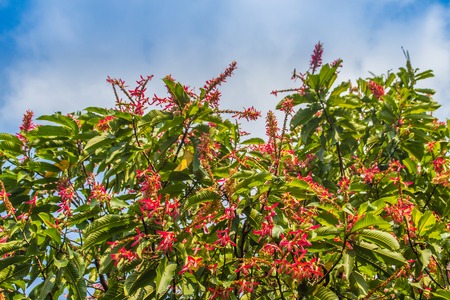 Pink flowers long john ant tree or Palozantos tree (Triplaris cumingiana) with green leaves and blue...