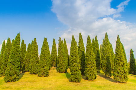 Beautiful small hill landscape with tall pine trees on green grass field and blue sky white cloud background. Juniperus chinensis pine trees on the small green hill with blue sky and white cloud.の写真素材