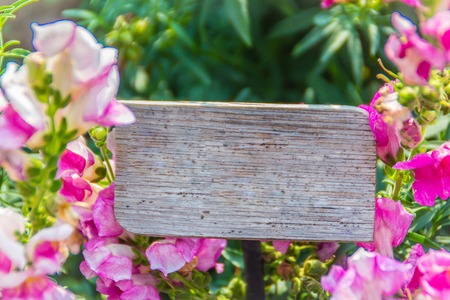 Pink flowers of snapdragon (Antirrhinum majus) on the flowerbed background. Antirrhinum majus, commonly called snapdragon, is an old garden favorites that, in optimum cool summer growing conditions.の写真素材