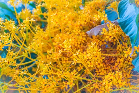 Yellow Saraca flowers (Saraca thaipingensis Cantley ex Prain) on tree in the forest. It's also known...