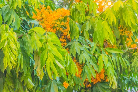Yellow Saraca flowers (Saraca thaipingensis Cantley ex Prain) on tree in the forest. It's also known...