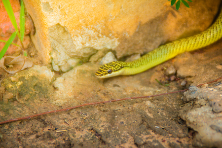 Cute golden tree snake (Chrysopelea ornata) is slithering on ground. Chrysopelea ornata is also known as golden tree snake, ornate flying snake, golden flying snake, found in Southeast Asia.の写真素材