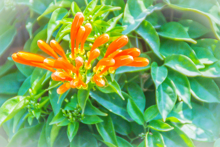 Orange trumpet flowers (Pyrostegia venusta) blooming with green leaves background. Pyrostegia...