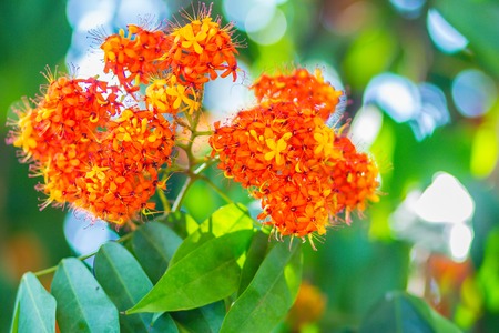Colorful orange and yellow blooms of Saraca asoca (Saraca indica Linn) flowers on tree. Saraca indica Linn also known as asoka-tree, Ashok or simply Asoca. It is important tree in traditions of India.の写真素材