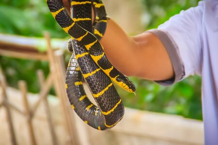 Cute mangrove snake on hand of the expert. Boiga dendrophila, commonly called the mangrove snake or the gold-ringed cat snake, is a species of rear-fanged snake in the family Colubridae.の写真素材