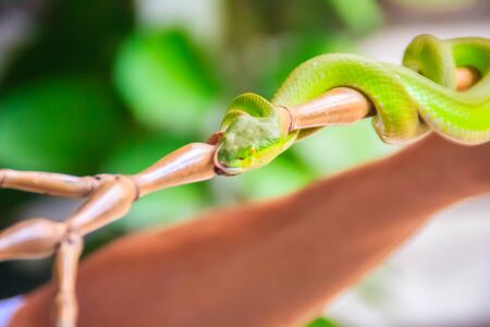 Scary green venomous pit viper is crawling on the branch. Green pit viper snake (Trimeresurus) also known as Asian palm pit vipers, Asian lanceheads and Asian lance-headed vipers.の写真素材
