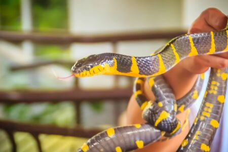 Cute mangrove snake on hand of the expert. Boiga dendrophila, commonly called the mangrove snake or the gold-ringed cat snake, is a species of rear-fanged snake in the family Colubridae.の写真素材