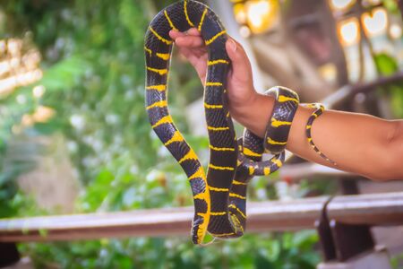 Cute mangrove snake on hand of the expert. Boiga dendrophila, commonly called the mangrove snake or the gold-ringed cat snake, is a species of rear-fanged snake in the family Colubridae.の写真素材