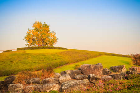 Beautiful landscape view of a Single Golden shower tree (Cassia fistula) on the small hill with...