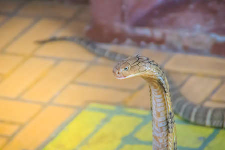 King cobra (Ophiophagus hannah) the world's largest venomous snake. King cobras are impressively...