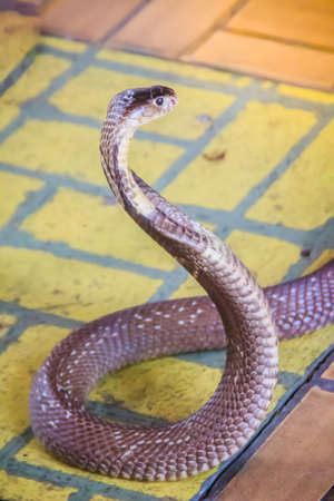 A cobra hooding and growling on the floor. The monocled cobra (Naja kaouthia), also called...