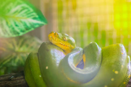 Cute Green tree python (Morelia viridis) on the tree branch. Green tree pythons are found throughout the tropical rainforests of Australia and New Guinea, both in the canopy and on the forest floor.