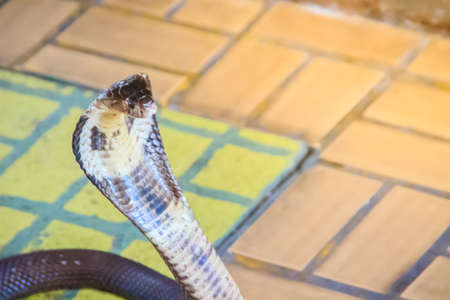 A cobra hooding and growling on the floor. The monocled cobra (Naja kaouthia), also called...