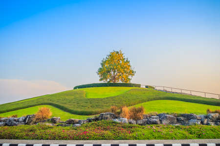 Beautiful landscape view of a Single Golden shower tree (Cassia fistula) on the small hill with green grass and ornamental stones. Golden shower, purging cassia, Indian laburnum, or pudding-pipe tree.の写真素材