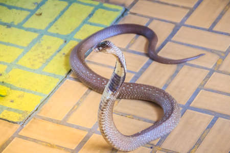 A cobra hooding and growling on the floor. The monocled cobra (Naja kaouthia), also called monocellate cobra, is a deadly venomous snake in the family of viper snake. Siamese cobra, Monocled cobra.の写真素材