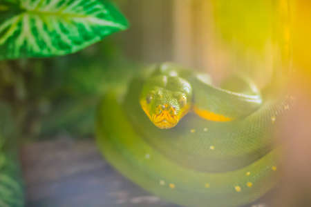 Cute Green tree python (Morelia viridis) on the tree branch. Green tree pythons are found throughout the tropical rainforests of Australia and New Guinea, both in the canopy and on the forest floor.