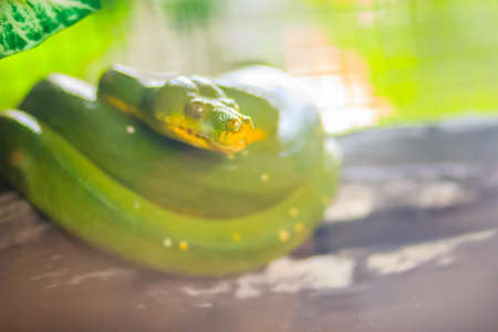 Cute Green tree python (Morelia viridis) on the tree branch. Green tree pythons are found throughout the tropical rainforests of Australia and New Guinea, both in the canopy and on the forest floor.