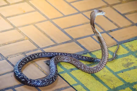 A cobra hooding and growling on the floor. The monocled cobra (Naja kaouthia), also called monocellate cobra, is a deadly venomous snake in the family of viper snake. Siamese cobra, Monocled cobra.の写真素材