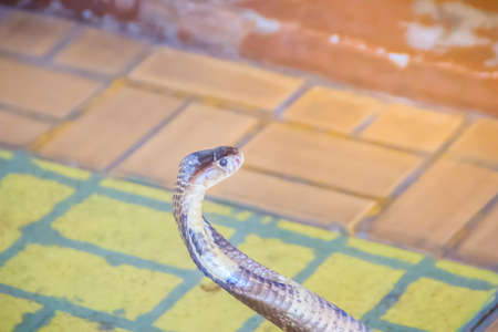 A cobra hooding and growling on the floor. The monocled cobra (Naja kaouthia), also called...