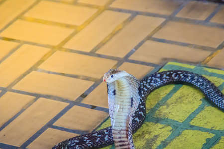 A cobra hooding and growling on the floor. The monocled cobra (Naja kaouthia), also called monocellate cobra, is a deadly venomous snake in the family of viper snake. Siamese cobra, Monocled cobra.の写真素材