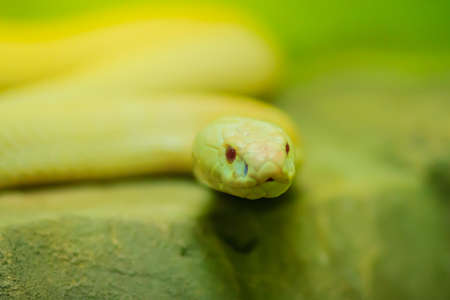 Amazing albino cobra snake in the wild. The monocled cobra (Naja kaouthia), also called monocellate cobra, is a cobra species widespread across South and Southeast Asia.の写真素材