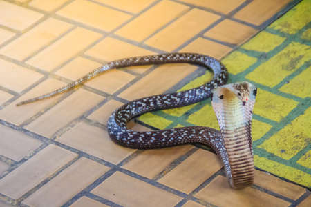 A cobra hooding and growling on the floor. The monocled cobra (Naja kaouthia), also called...