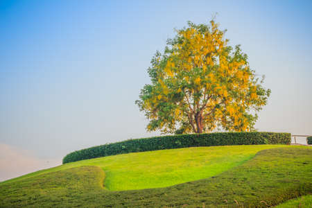 Beautiful landscape view of a Single Golden shower tree (Cassia fistula) on the small hill with green grass and ornamental stones. Golden shower, purging cassia, Indian laburnum, or pudding-pipe tree.の写真素材